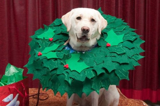 decorated dog cone
