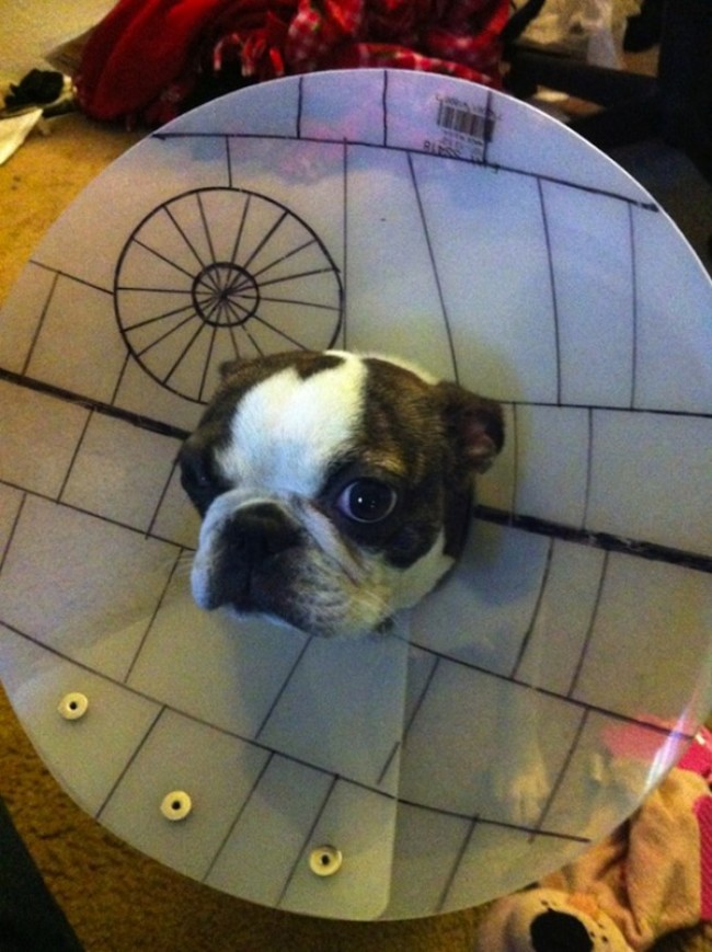 dogs in cone of shame