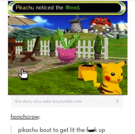 pikachu bout to get lit the fuck up - Pikachu noticed the Weed. thediaryofanekoboy.tumblr.com honchcrow pikachu bout to get lit the fuck up
