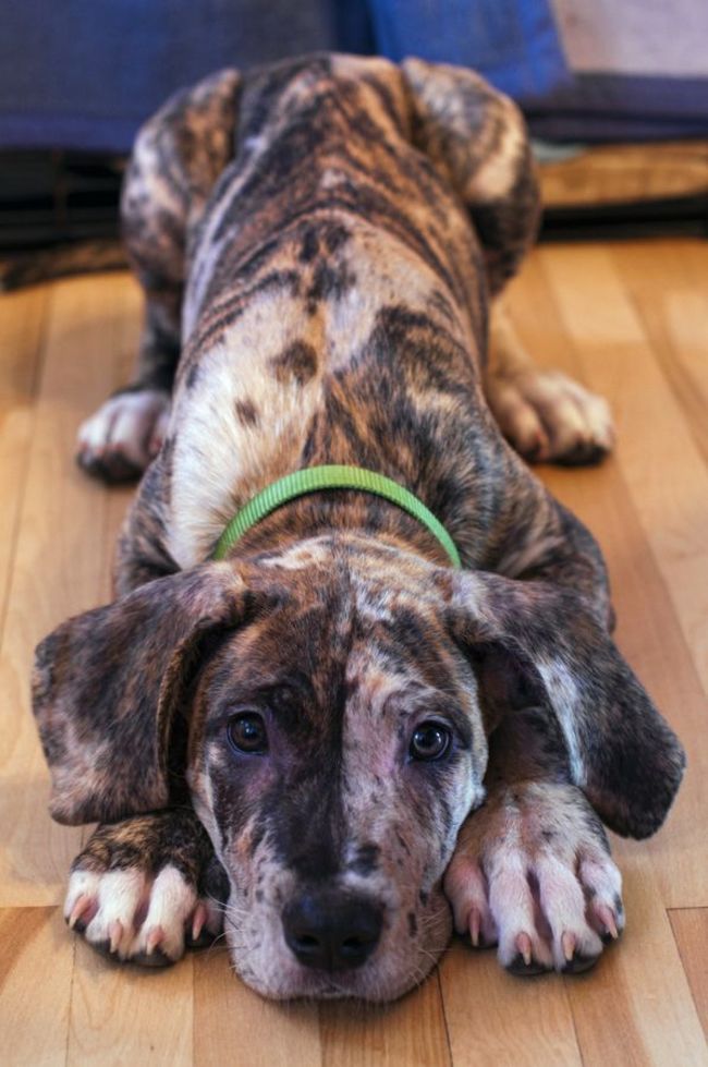 Even though they grow up quickly, Great Danes are absolutely adorable puppies.