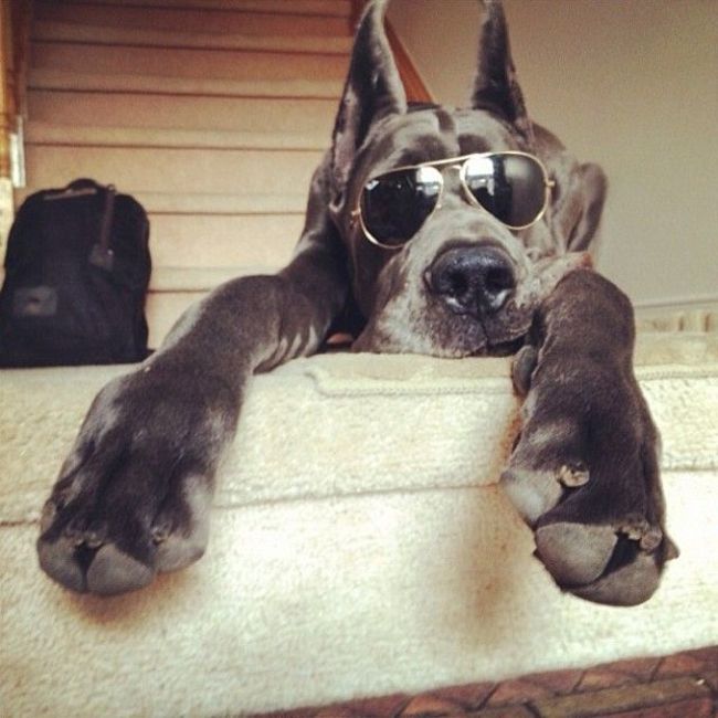 But it's easy to hang out with a dog that looks this cool all the time.