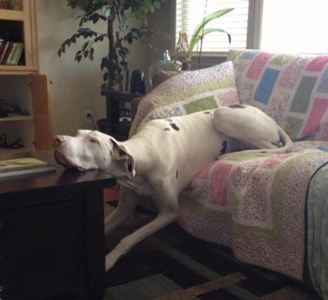 Great Danes fall asleep in the most hilarious positions all the time.