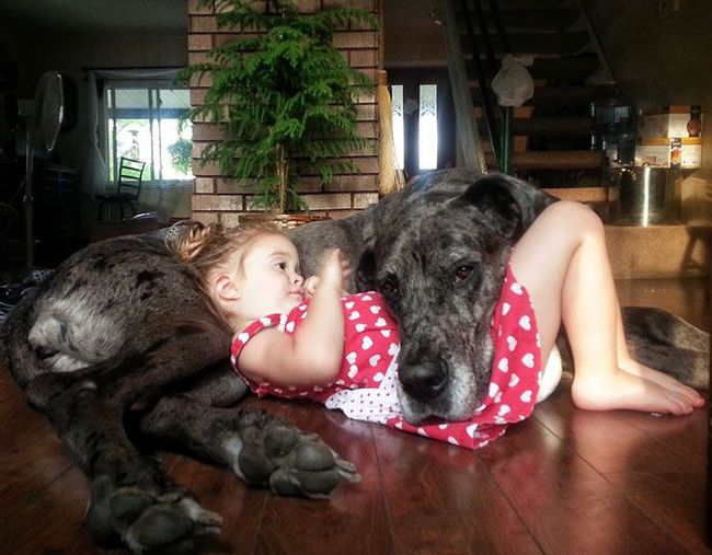 Even though Great Danes are one of the biggest breeds, that doesn't mean they don't love to cuddle.