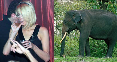 In India, wild elephants tend to steal into the alcohol casks, get drunk, and ruin towns. Paris Hilton became the champion of the cause, having ruined a few towns herself over the years.