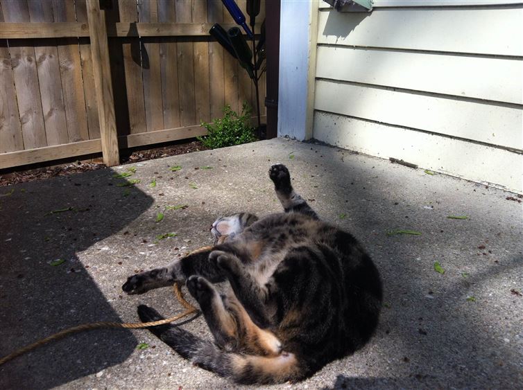 Cats Who Are Outdoors For The Very First Time