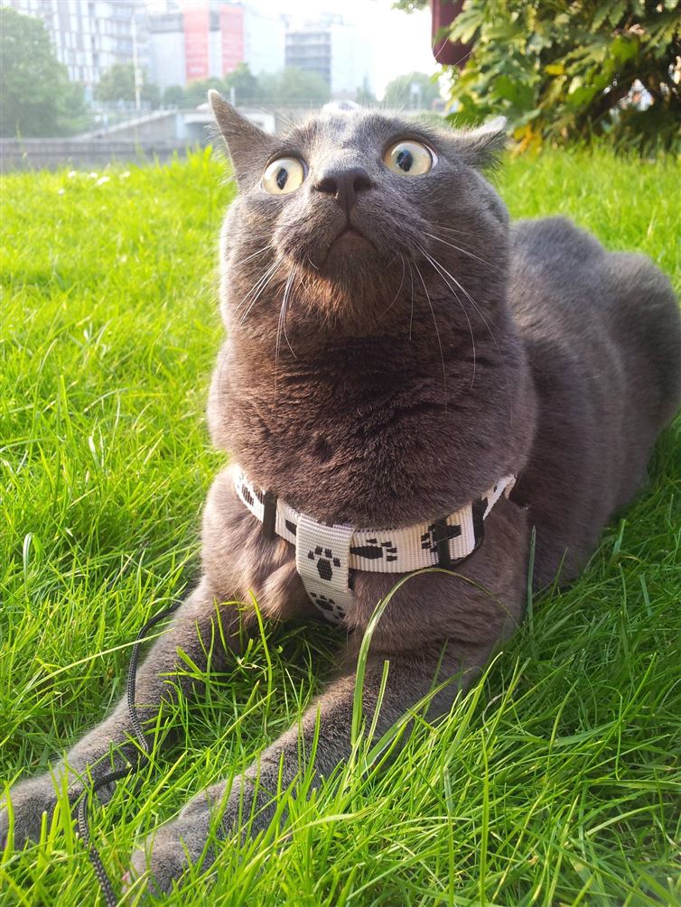 Cats Who Are Outdoors For The Very First Time
