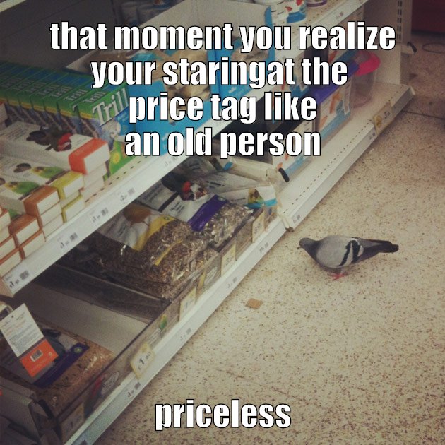 old bird checkin prices