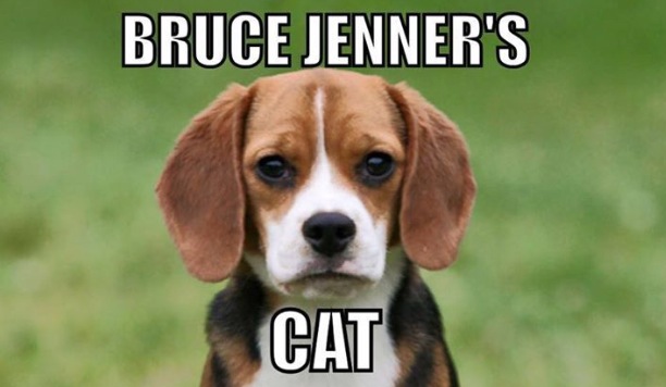 Bruce Jenner meme pic dump oXAPHIANo