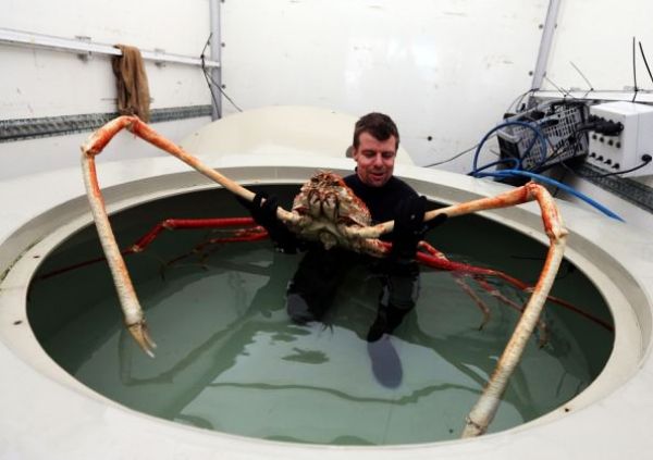 Giant Spider Crab
Thought to be the largest arthropods on Earth, giant spider crabs spend their time foraging on the ocean floor up to a thousand feet (300 meters) deep. These rare, leggy behemoths, native to the waters off Japan, can measure up to 12 feet (3.7 meters) from claw tip to claw tip. This five-foot (1.5-meter) specimen was photographed in Japan's Sagami Bay.
