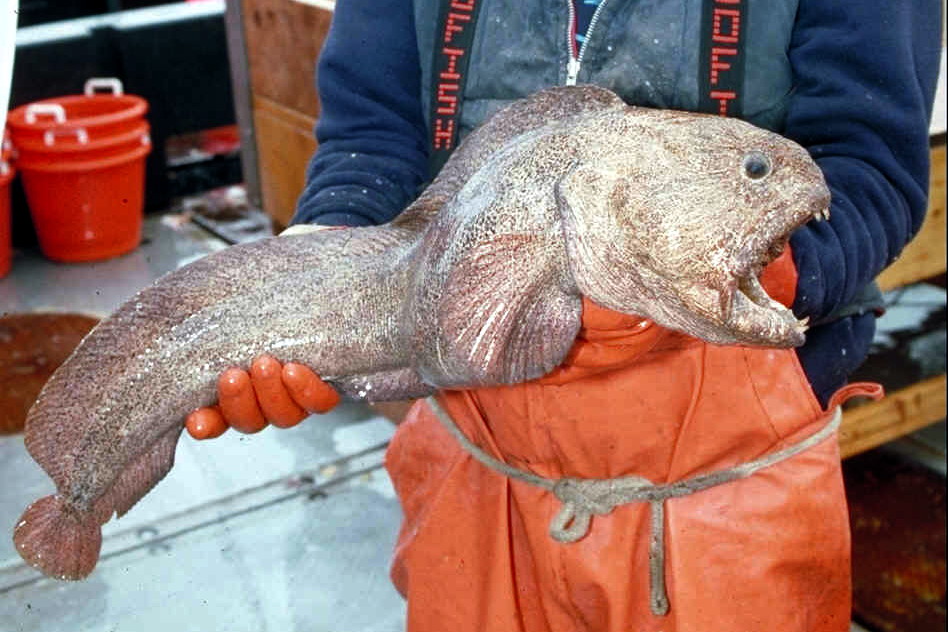 Wolffish
An orthodontist's dream, an Atlantic wolffish displays the hardware it uses to crush mollusks, shellfish, and sea urchins. These tough-looking predators swim as deep as 2,000 feet (600 meters) and range from the Scandinavian coast to Cape Cod to the Mediterranean.