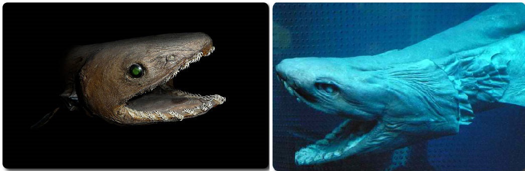 Frilled Shark
Humans rarely encounter frilled sharks, which prefer to remain in the oceans' depths, up to 5,000 feet (1,500 meters) below the surface. Considered living fossils, frilled sharks bear many physical characteristics of ancestors who swam the seas in the time of the dinosaurs. This 5.3-foot (1.6-meter) specimen was found in shallow water in Japan in 2007 and transferred to a marine park. It died hours after being caught.
