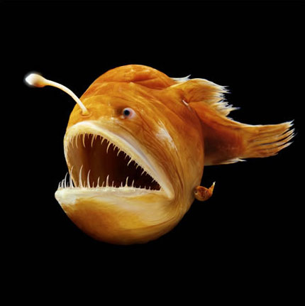 Hump Back Anglerfish
The deep sea Hump Back  Anglerfish is one of the most bizarre-looking fish in the sea. Known scientifically as Melanocetus johnsoni, it is also one of the best-known creatures of the deep. It is one of about 200 species of anglerfish found throughout the world's oceans