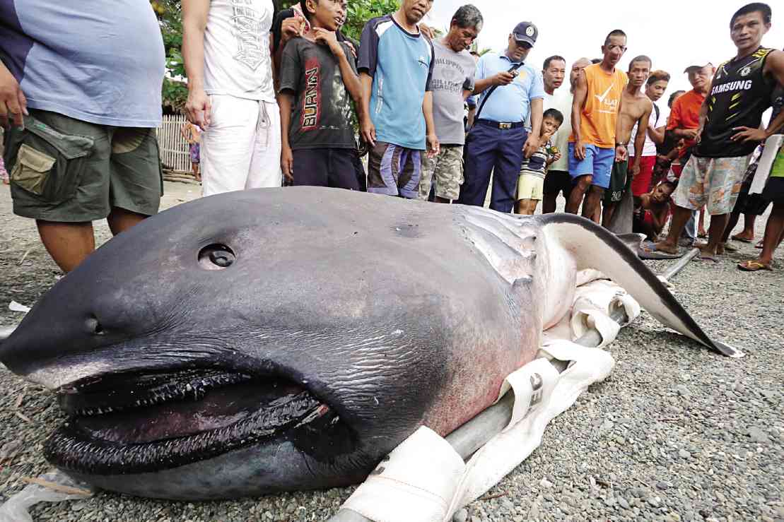 The megamouth shark is an extremely rare species of Deepwater shark, and the smallest of the three planktivorous sharks. Since its discovery in 1976, only 60 specimens are known to have been caught or sighted as of January 2015, including three recordings on film.