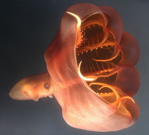 Vampire Squid
Vampire squid is an apt name for a creature that lurks in the lightless depths of the ocean. Comfortable at 10,000 feet (3,000 meters) below the surface, these diminutive cephalopods navigate the blackness with eyes that are proportionately the largest of any animal on Earth. The species gets its name from its dark, webbed arms, which it can draw over itself like a cloak