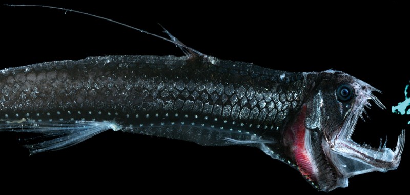 Pacific Viperfish
The Pacific viperfish has jagged, needlelike teeth so outsized it can't close its mouth. These deep-sea demons reach only about 8 inches (25 centimeters) long. They troll the depths up to 13,000 feet (4,400 meters) below, luring prey with bioluminescent photophores on their bellies.