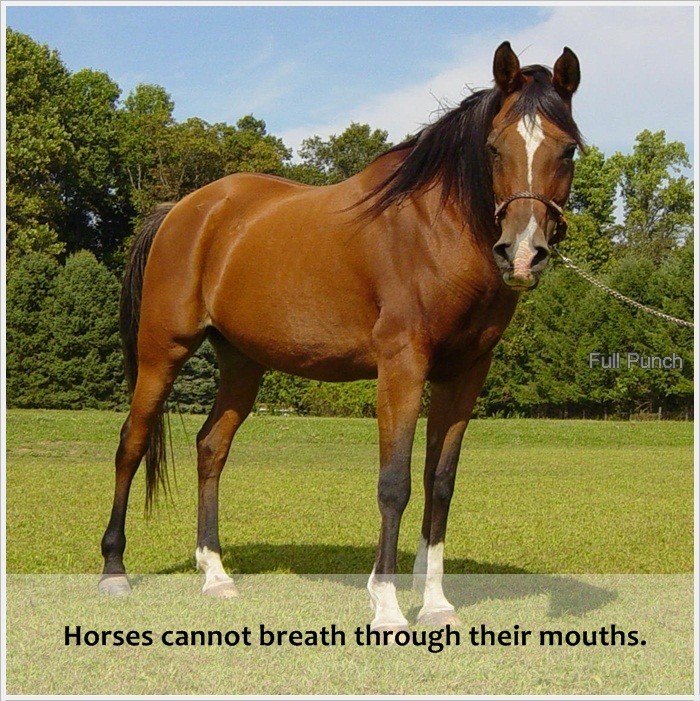 shahrukh khan horse riding - Full Punch Horses cannot breath through their mouths.