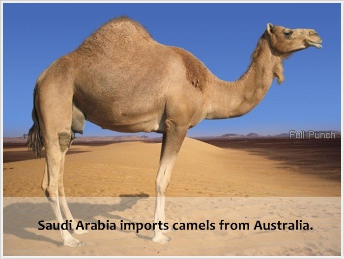 bullshit facts - Full Punch Saudi Arabia imports camels from Australia.