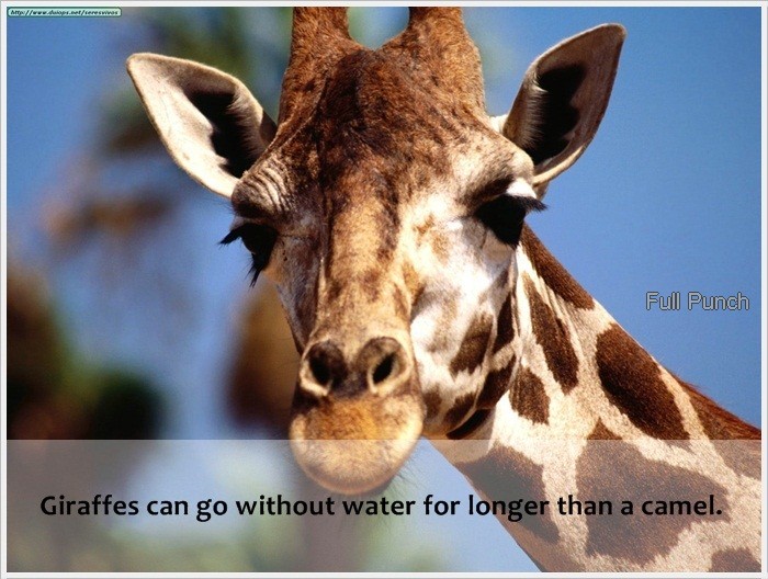 Full Punch Giraffes can go without water for longer than a camel.