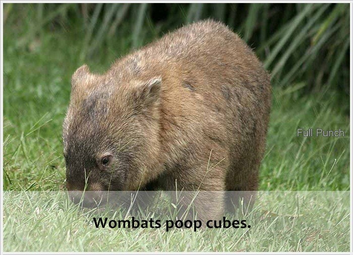 australian animals wombat - Full Punch Wombats poop cubes.