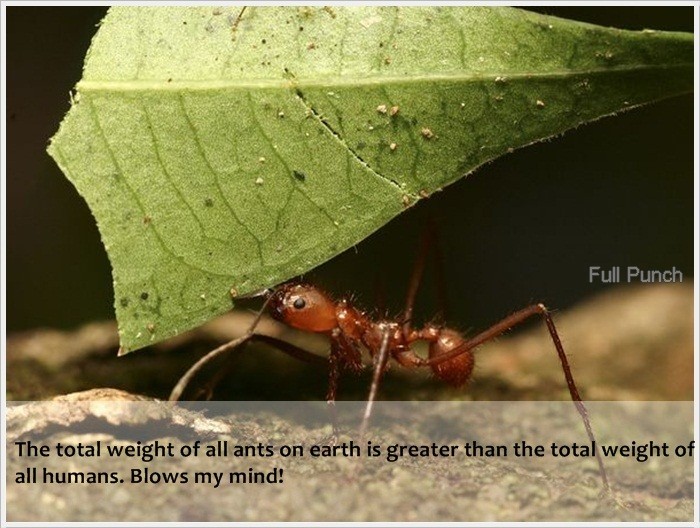 leaf cutter ants - Full Punch The total weight of all ants on earth is greater than the total weight of all humans. Blows my mind!