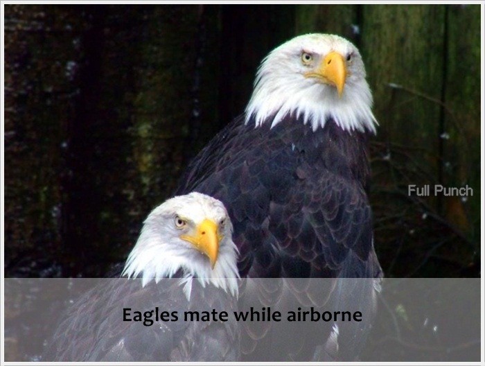 beak - Full Punch Eagles mate while airborne