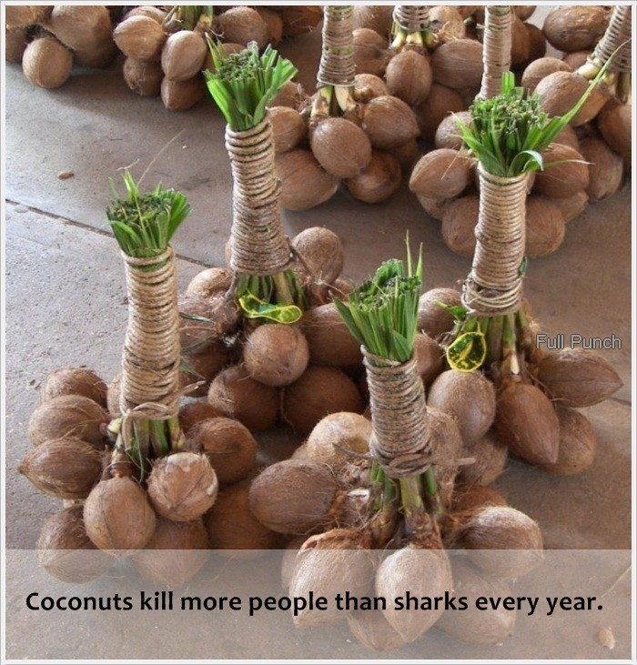 Full Punch Coconuts kill more people than sharks every year.