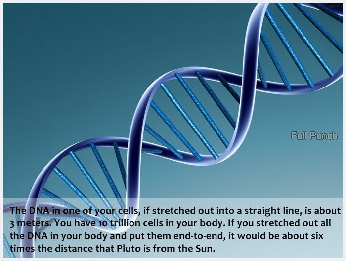structure of dna - Full Punch The Dna in one of your cells, if stretched out into a straight line, is about 3 meters. You have 10 trillion cells in your body. If you stretched out all the Dna in your body and put them endtoend, it would be about six times