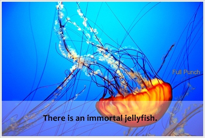 tropical jellyfish - Full Punch There is an immortal jellyfish.