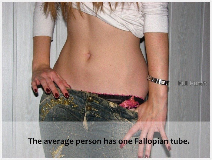 shoulder - Full Punch The average person has one Fallopian tube.
