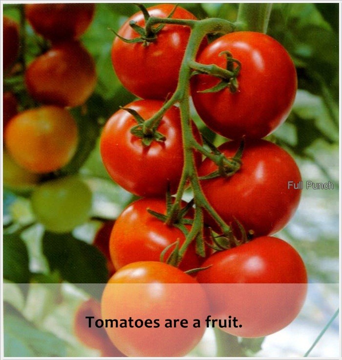 Full Punch Tomatoes are a fruit.