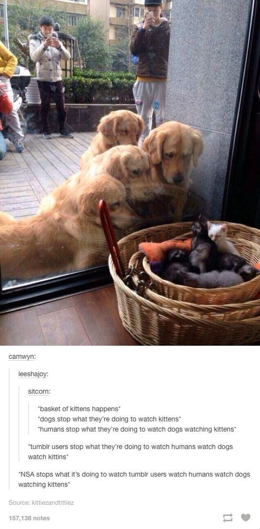 tumblr - funny dog tumblr posts - camwyn leeshajoy sitcorn basket of kittens happens "dogs stop what they're doing to watch kittens "humans stop what they're doing to watch dogs watching kittens tumblr users stop what they're doing to watch humans watch d