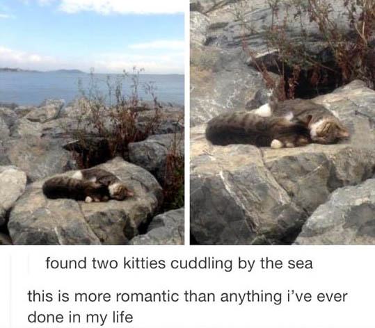 tumblr - funny cats - found two kitties cuddling by the sea this is more romantic than anything i've ever done in my life