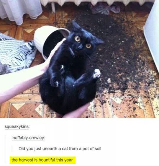 tumblr - funny cat posts - squeakykins ineffablycrowley Did you just unearth a cat from a pot of soil the harvest is bountiful this year