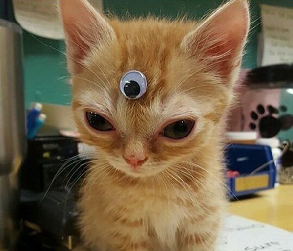 third eye cat meme