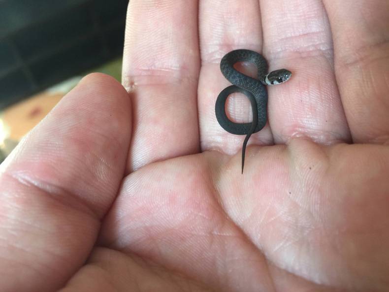 tiny tiny snakes
