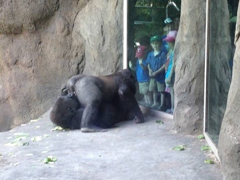gorillas 69