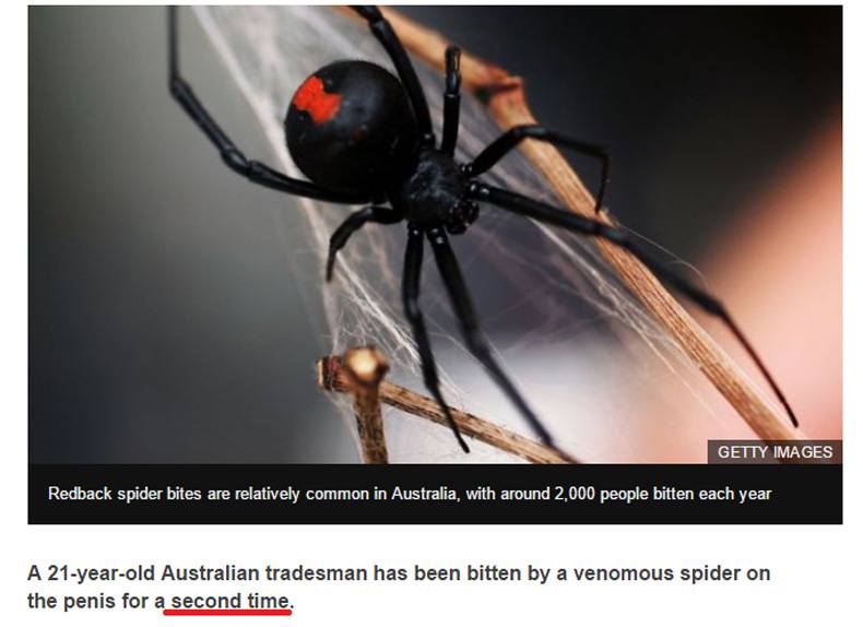 red back spider meme - Getty Images Redback spider bites are relatively common in Australia, with around 2,000 people bitten each year A 21yearold Australian tradesman has been bitten by a venomous spider on the penis for a second time.
