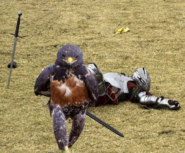 'Confident Hawk' Starts An Epic Internet Photoshop Battle
