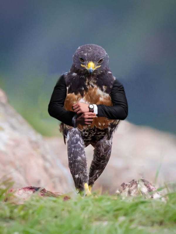 birds that look like humans