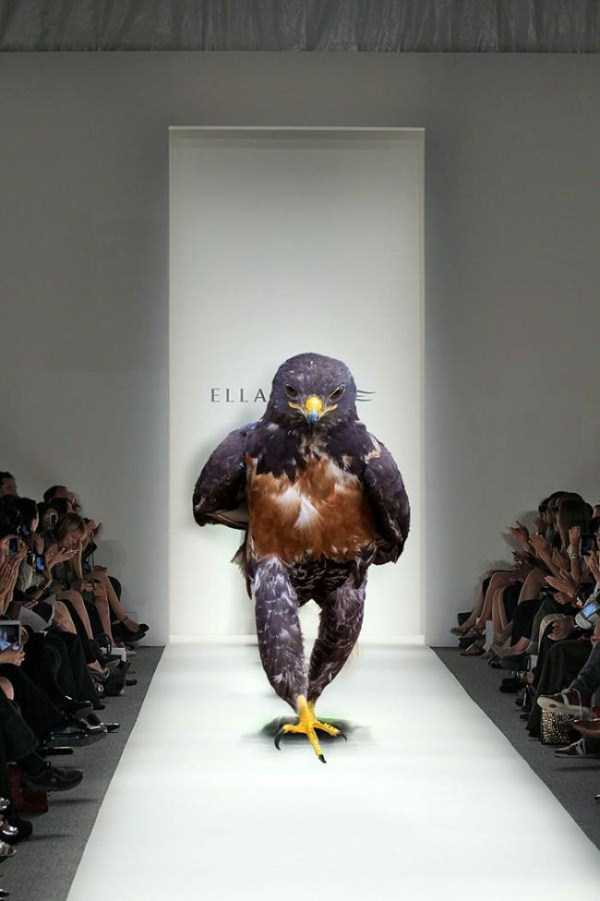 reddit photoshop battle hawk - Ella