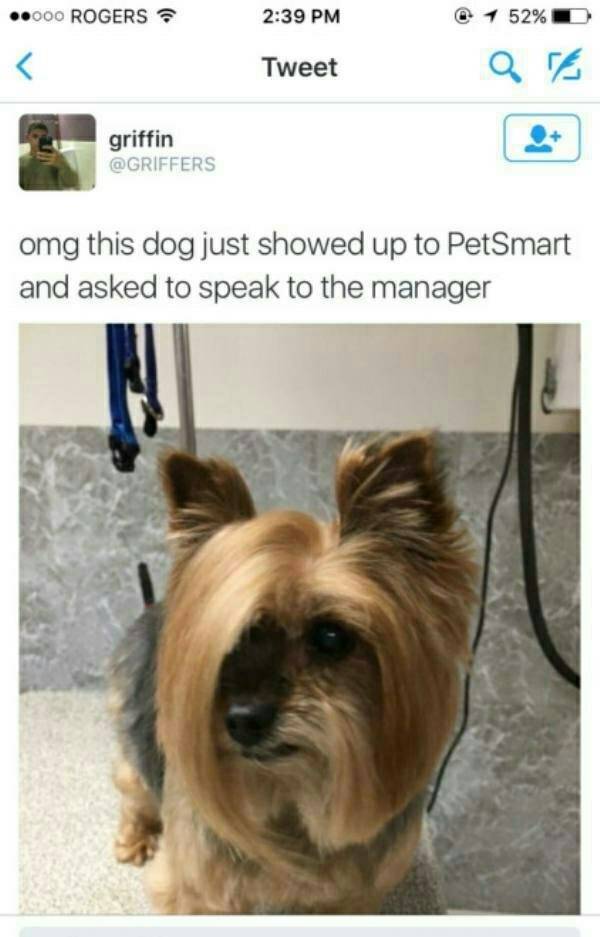 talk to the manager dog - .000 Rogers @ 1 52% D Tweet griffin omg this dog just showed up to PetSmart and asked to speak to the manager