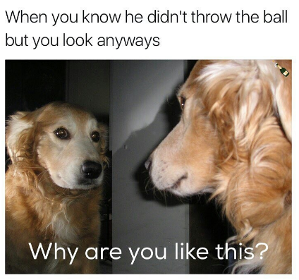funny animal memes - When you know he didn't throw the ball but you look anyways Why are you this?
