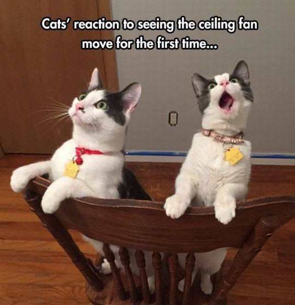 cat reactions - Cats' reaction to seeing the ceiling fan move for the first time..