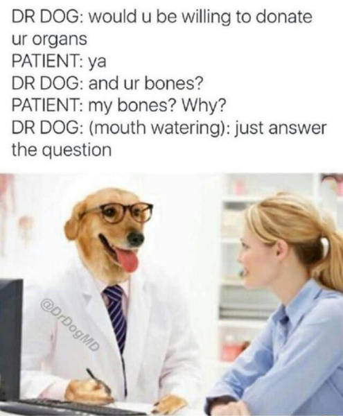 Dr Dog would u be willing to donate ur organs Patient ya Dr Dog and ur bones? Patient my bones? Why? Dr Dog mouth watering just answer the question
