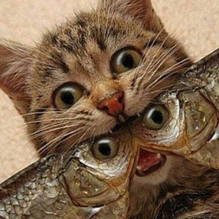 fish in cat mouth