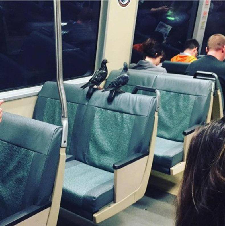 random pic bird riding train