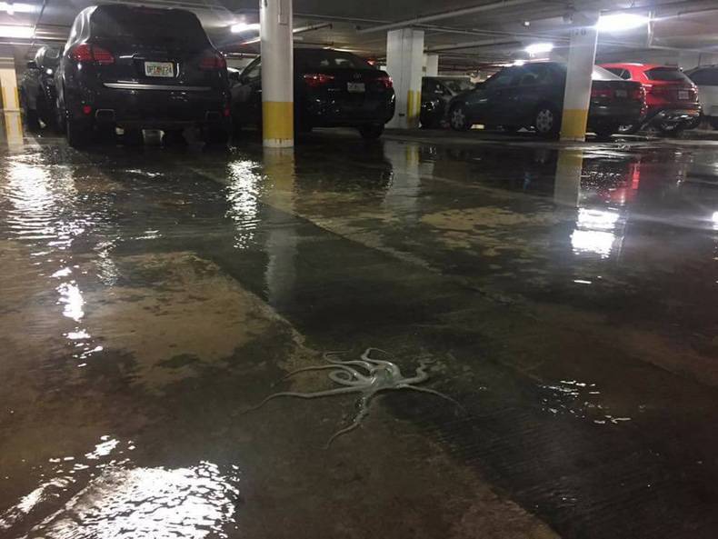 octopus in parking garage miami