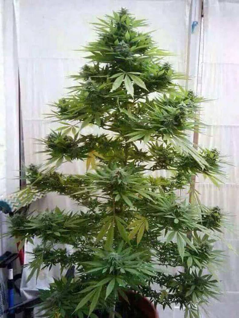 marijuana christmas tree