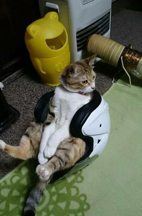 Cat sitting inside a helmet