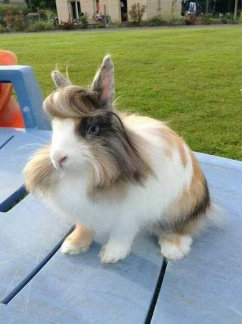 bunny with hair